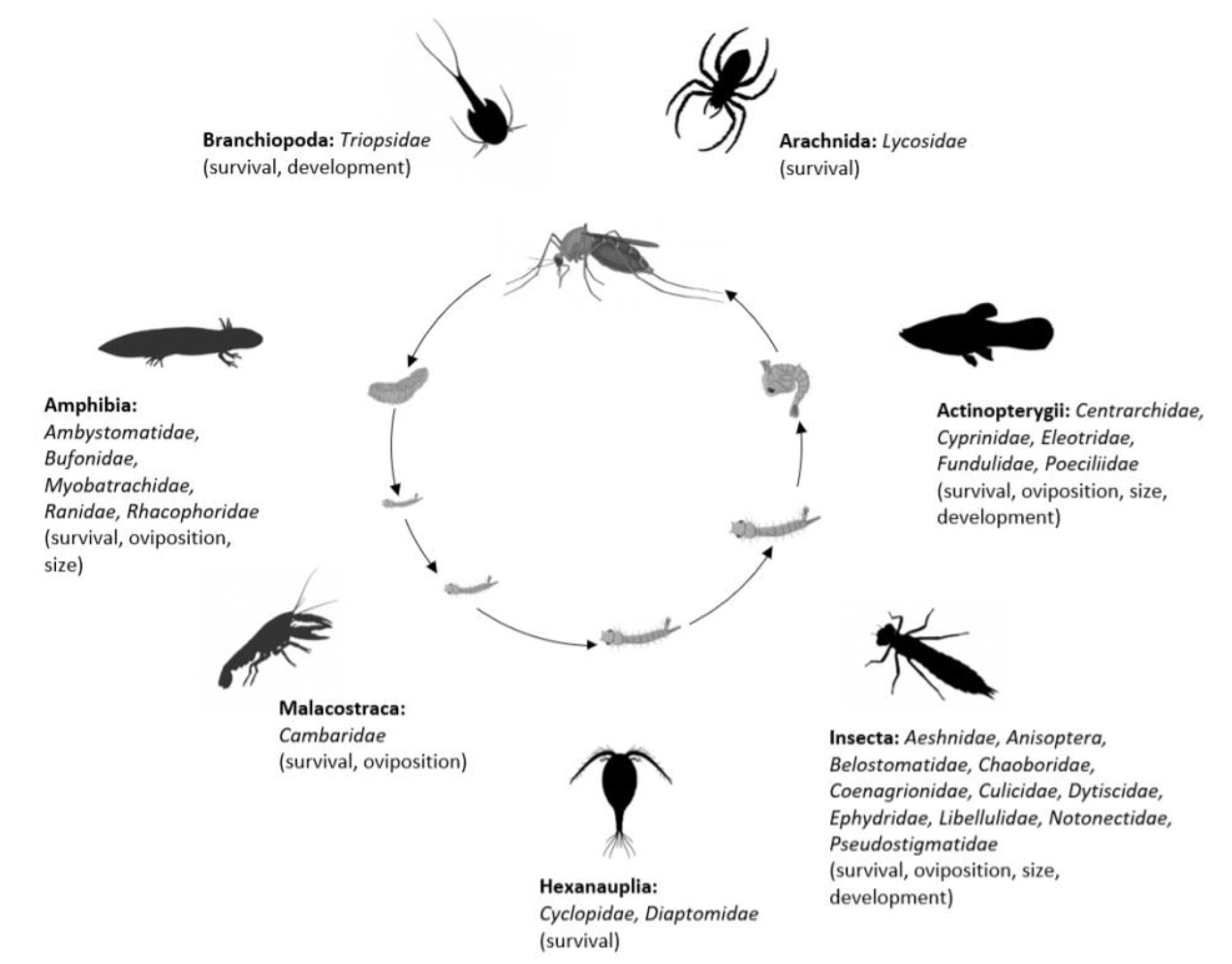 Illustration of mosquito life stages surrounded by other animals