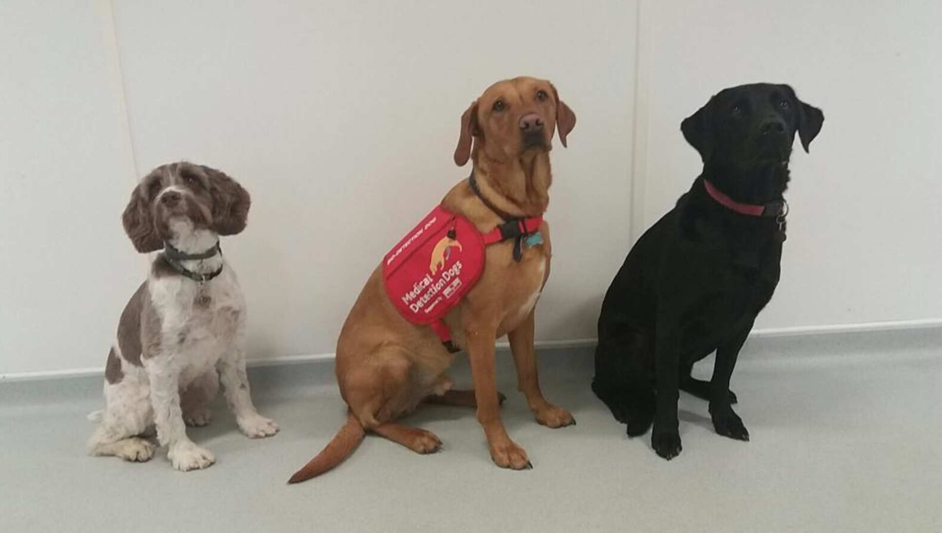 Three of the medical detection dogs