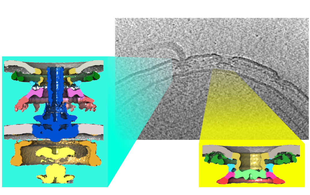 A real image of a cell with a tail attached and a motor complex left behind. Both have blowups of the systems