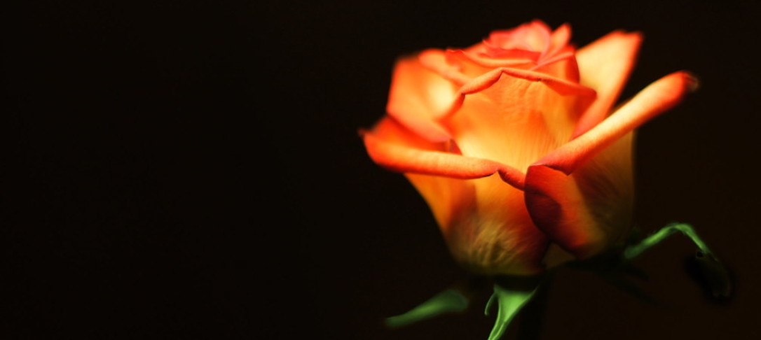 Close-up photo of an orange-red rose against a black background