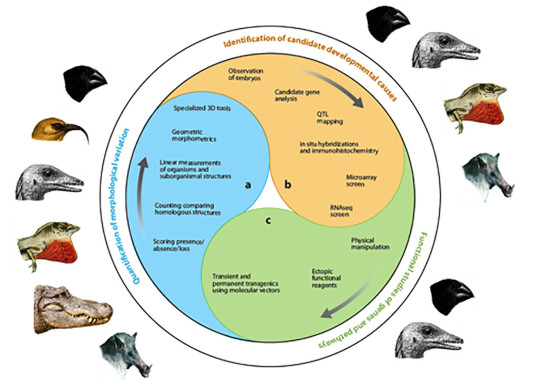 A combination of geometric morphometrics, comparative molecular embryology and functional experimentation methods helps us address many important evolutionary questions and groups of organisms (central diagram from Mallarino and Abzhanov, 2012).  My projects on non-model species follow this scheme and they are in different stage of progression from morphological studies (blue) to identification of associated candidate developmental mechanisms (orange) to their experimental testing (green).  My major devo-evo projects are several diverse groups of vertebrates: 1) Darwin’s Finches and tanager relatives, 2) Hawaiian Honeycreepers’ beak diversity; 3) non-avian to avian dinosaur large-scale transition; 4) skull diversification and dimorphism in anole lizards; and 5) diverse faces of phyllostomid bat ecomorphs.  