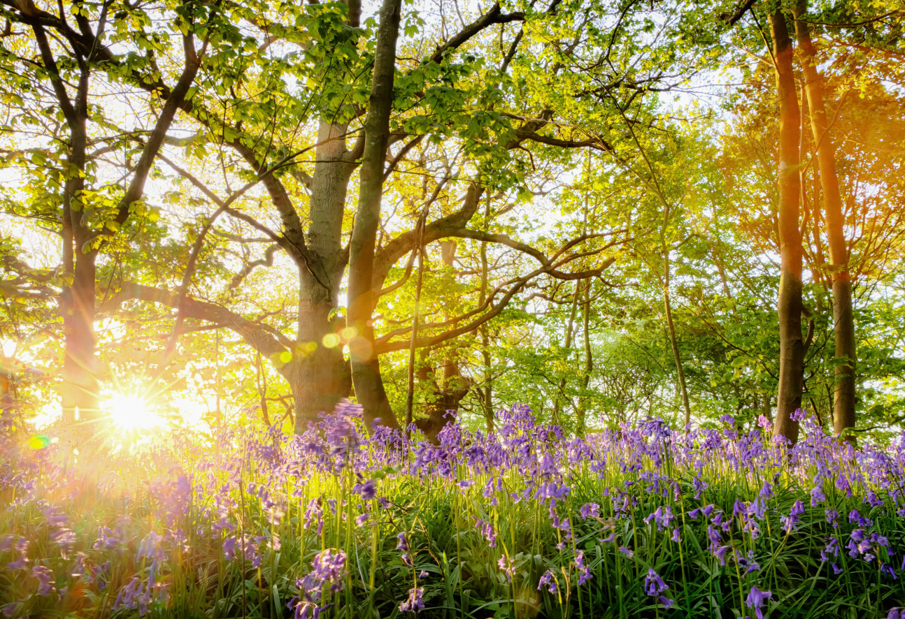 A sunny meadow