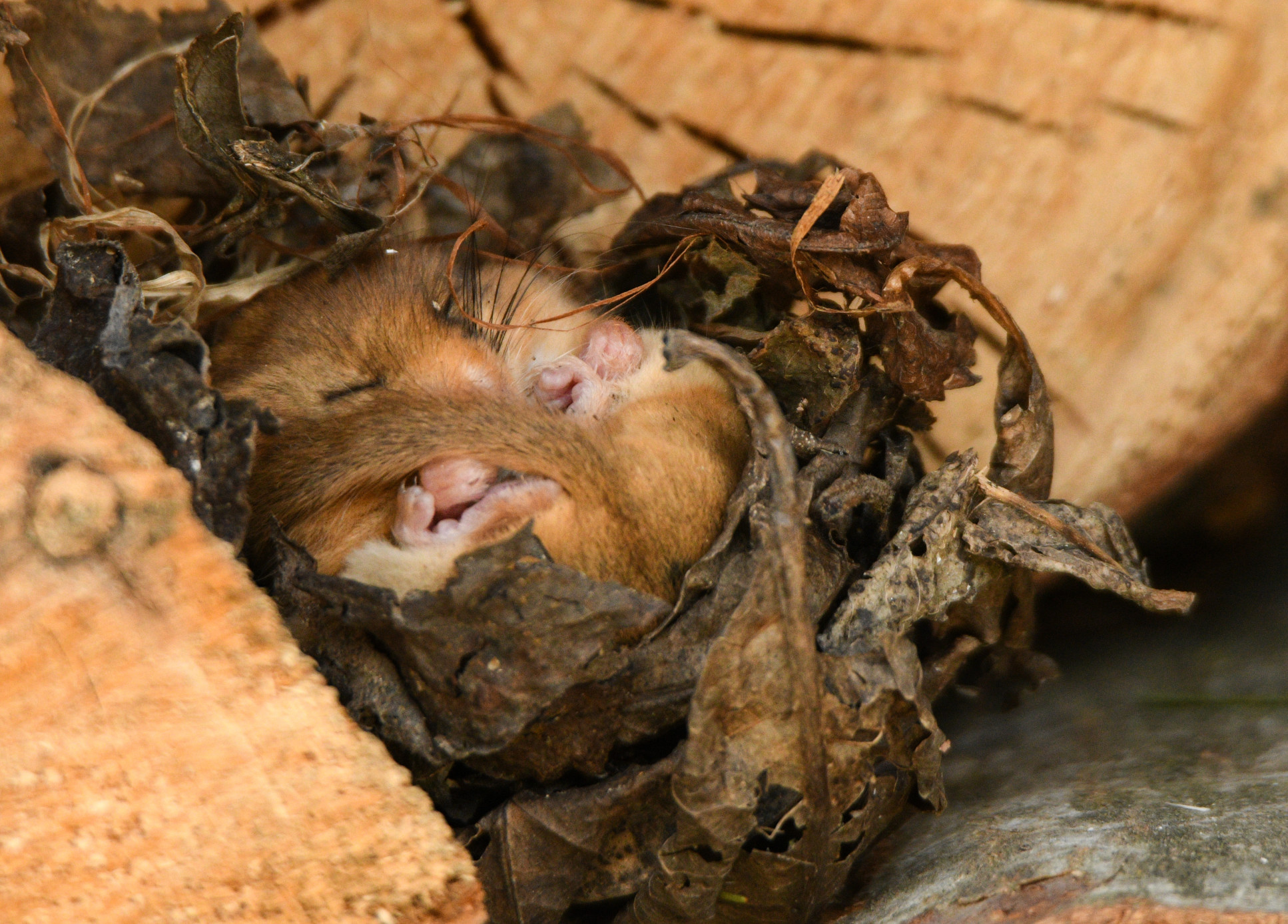 A hazel dormouse in a nest