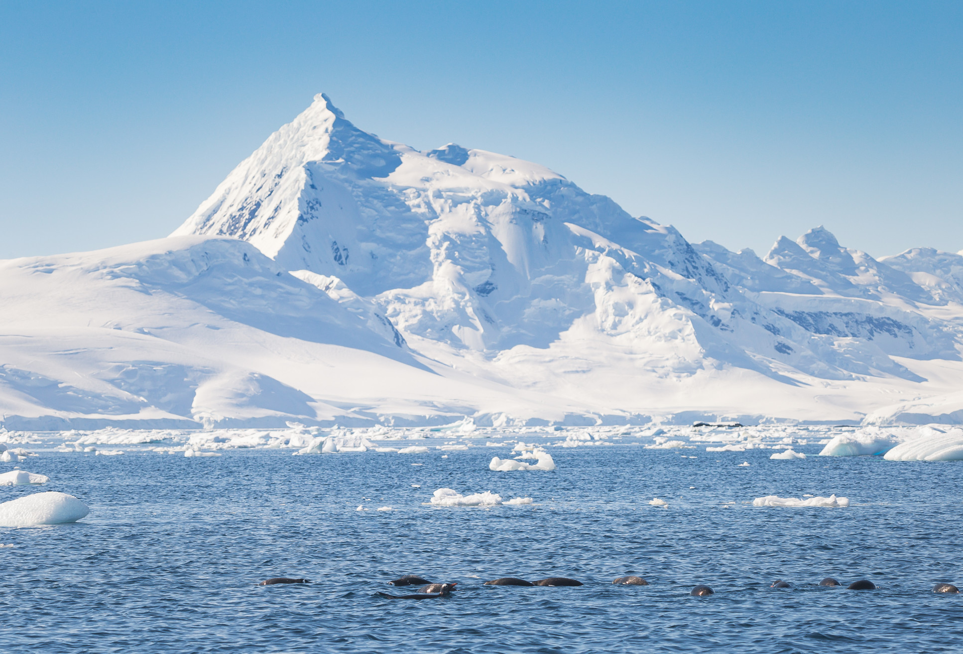Antarctica peninsula landscape with people, ships, tender boats, penguins, icebergs and mountains