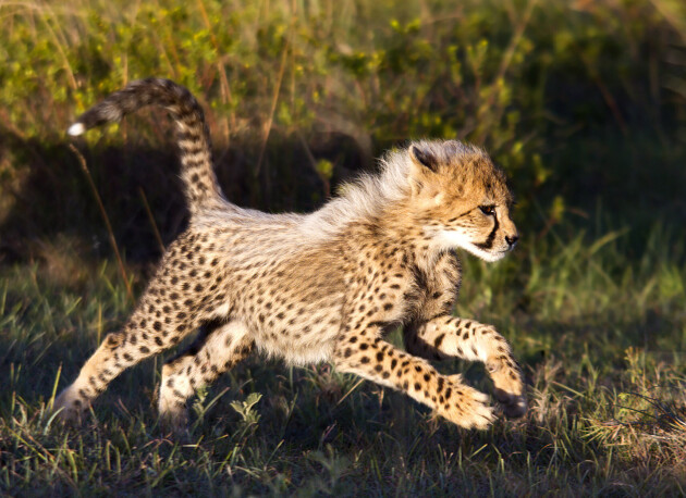 Photo of baby cheetah running