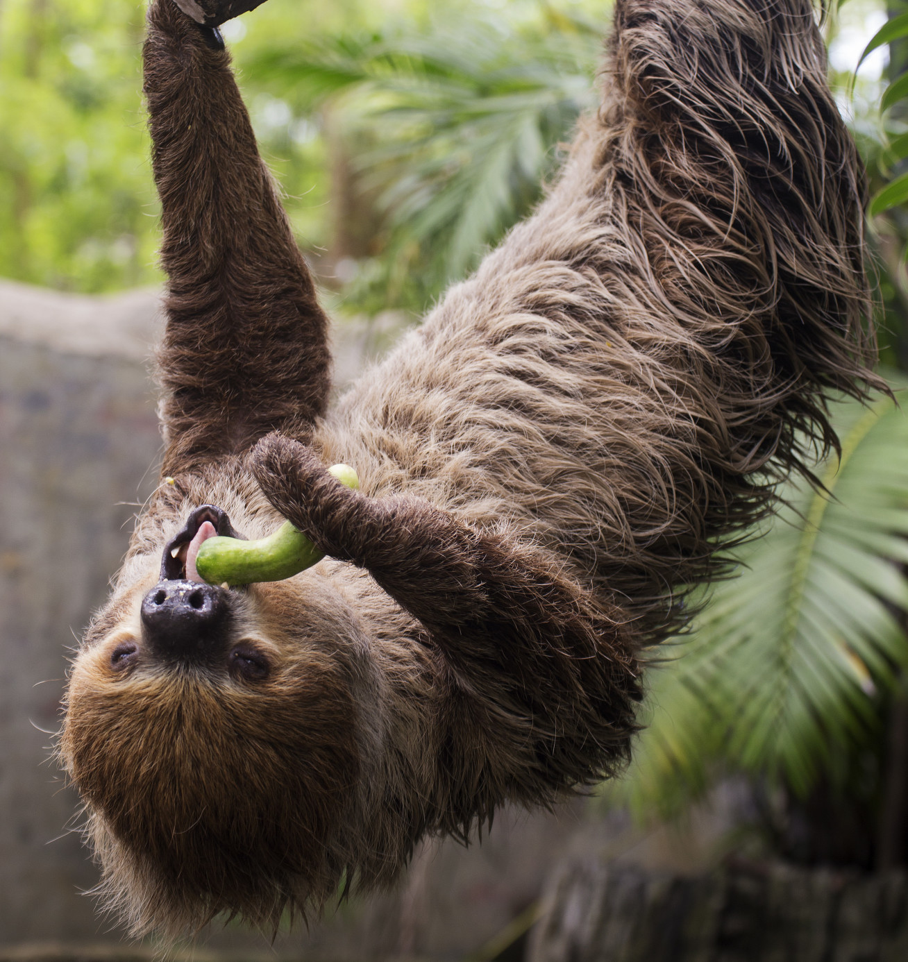 A sloth eating