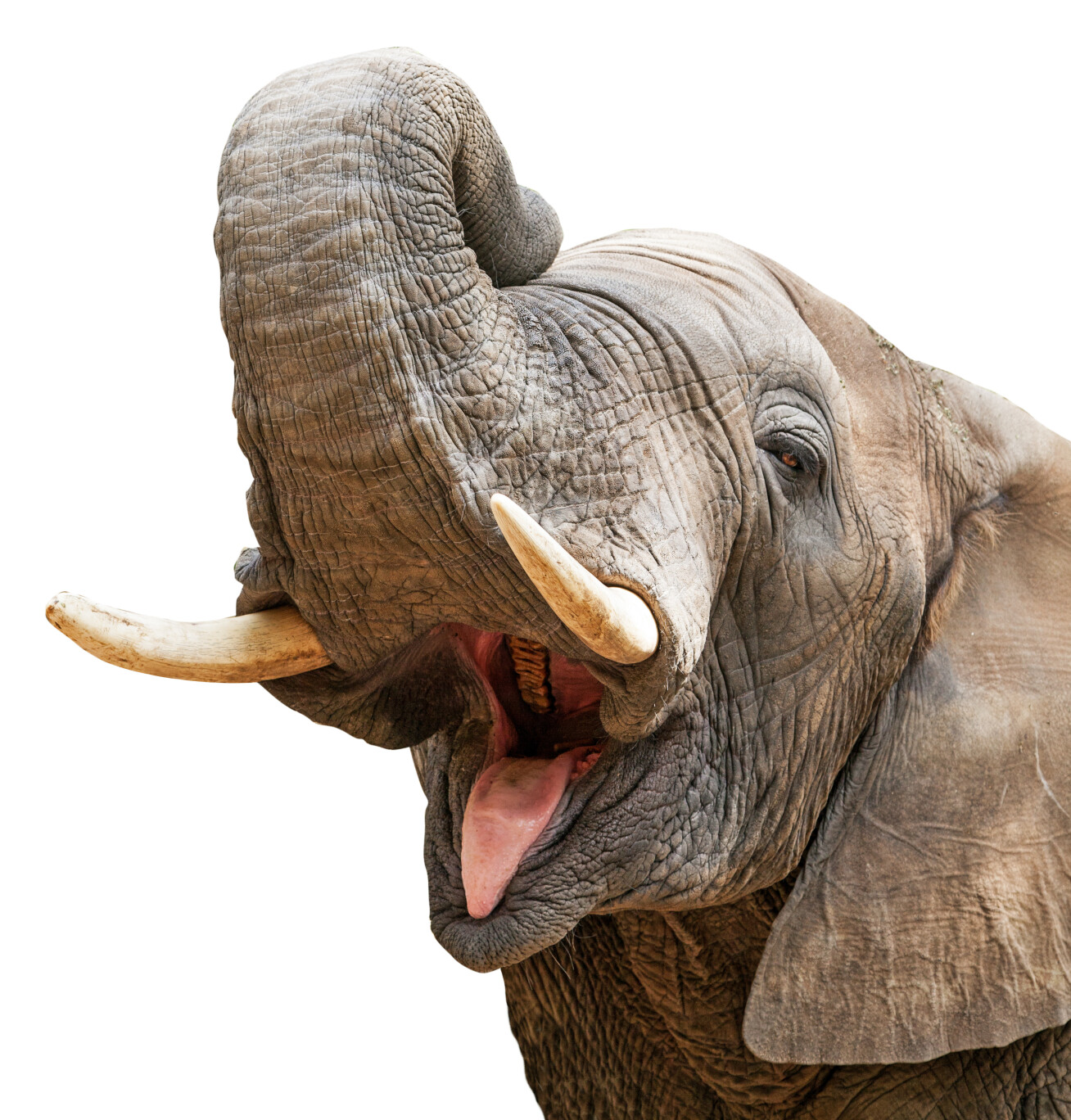 Close-up of elephant lifting its trunk, looking like it's smiling