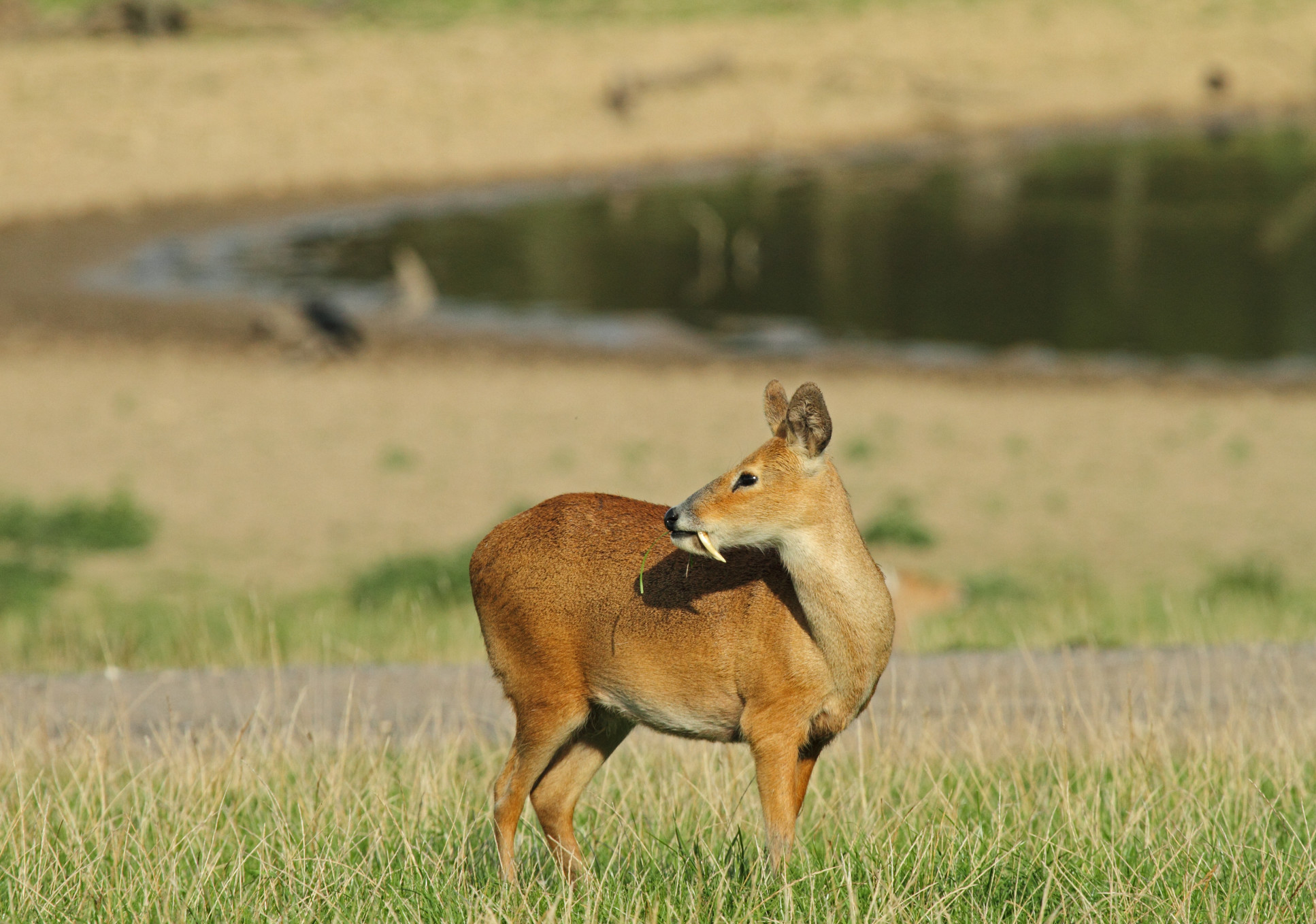 Chinese water deer in grass showing tusks