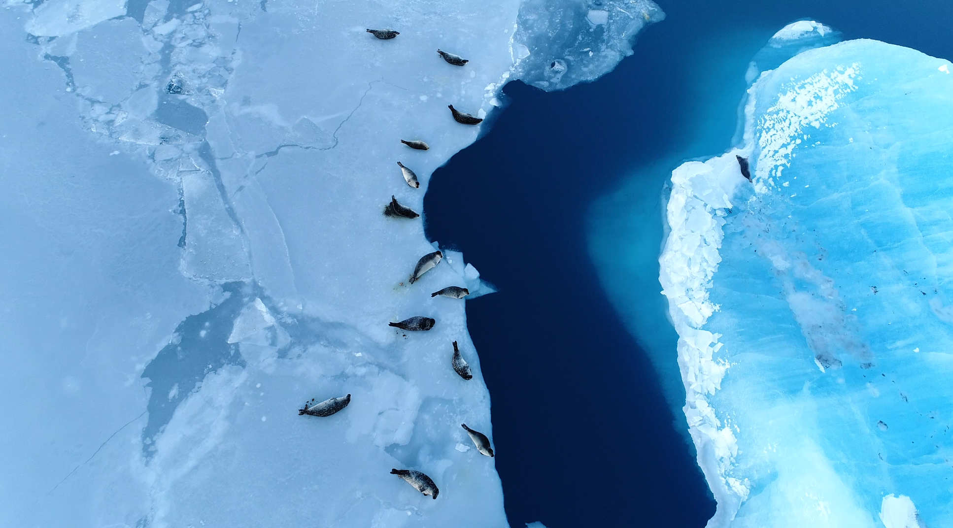 Aerial view of seal on ice floes