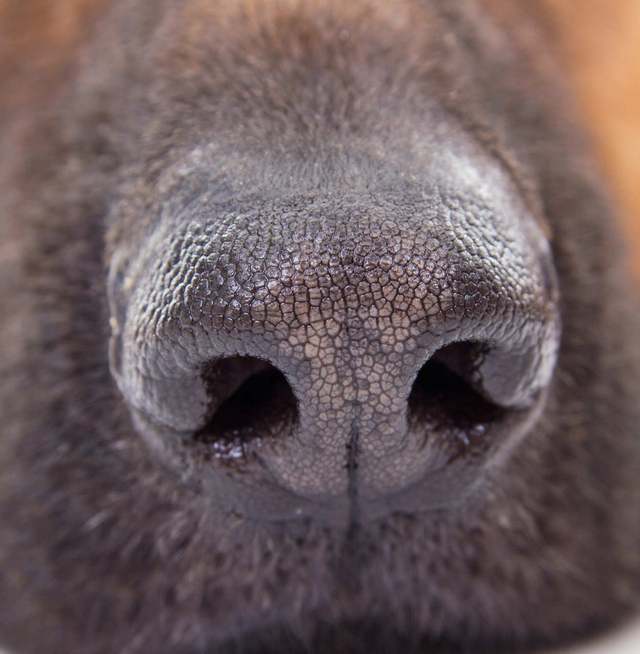 Close up of dog nose