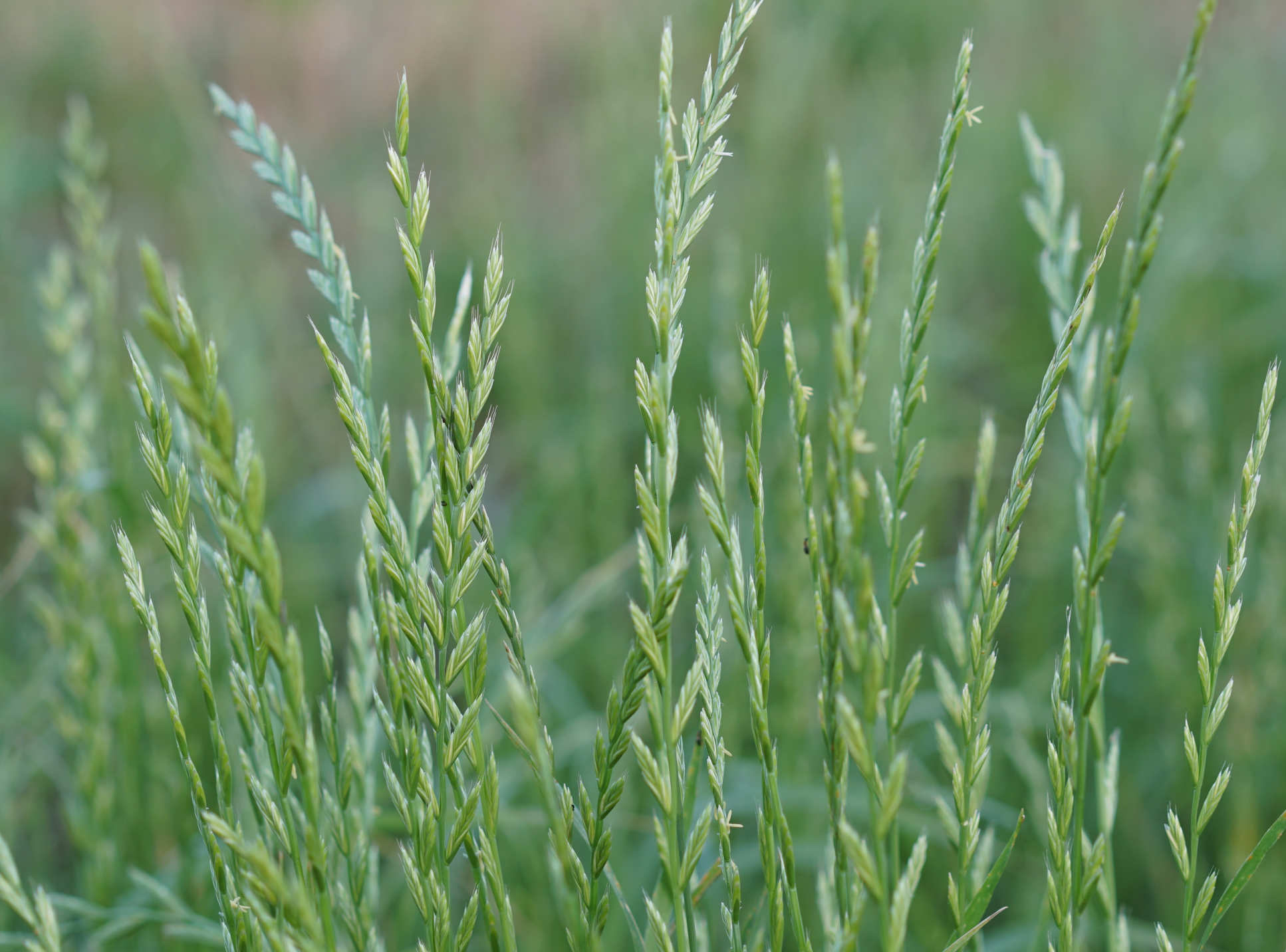 Researchers are developing immunotherapy treatments from protein fragments, or peptides, from rye grass (Lolium perenne). Image: Shutterstock / Doikanoi
