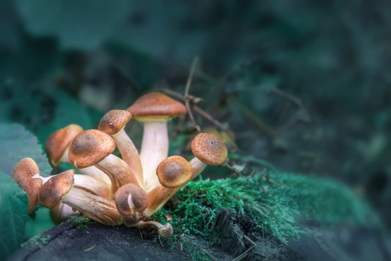 Magic mushrooms growing in a forest