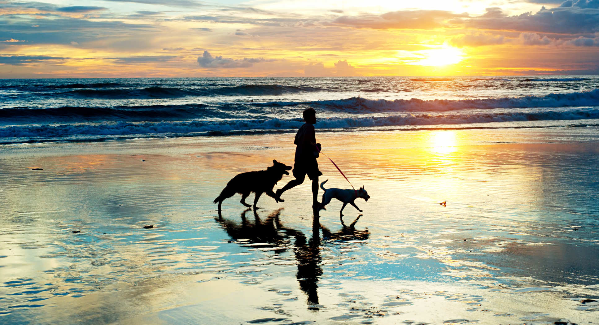 Photo of man on beach with two dogs
