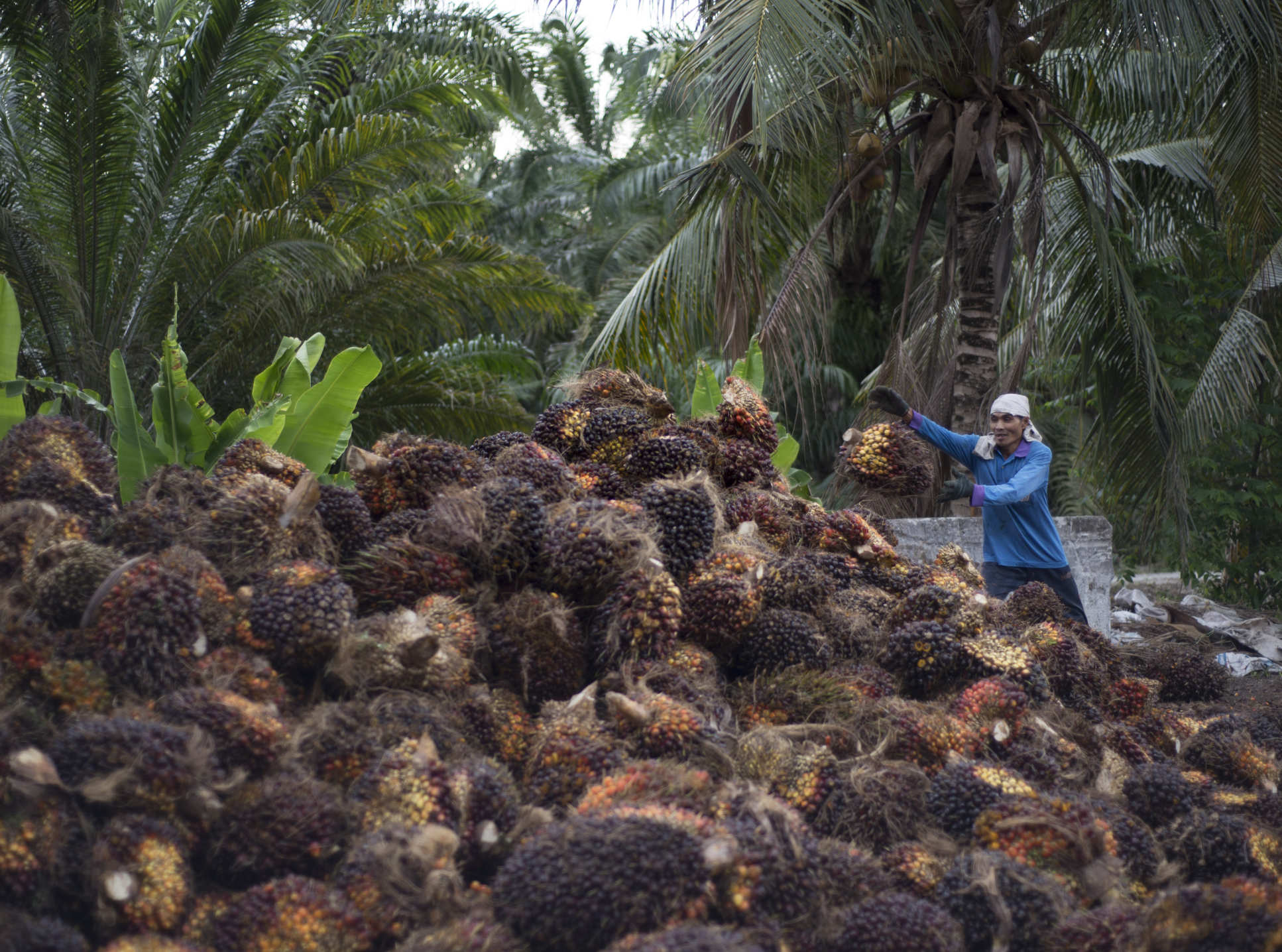 Woman harvesting palm oil