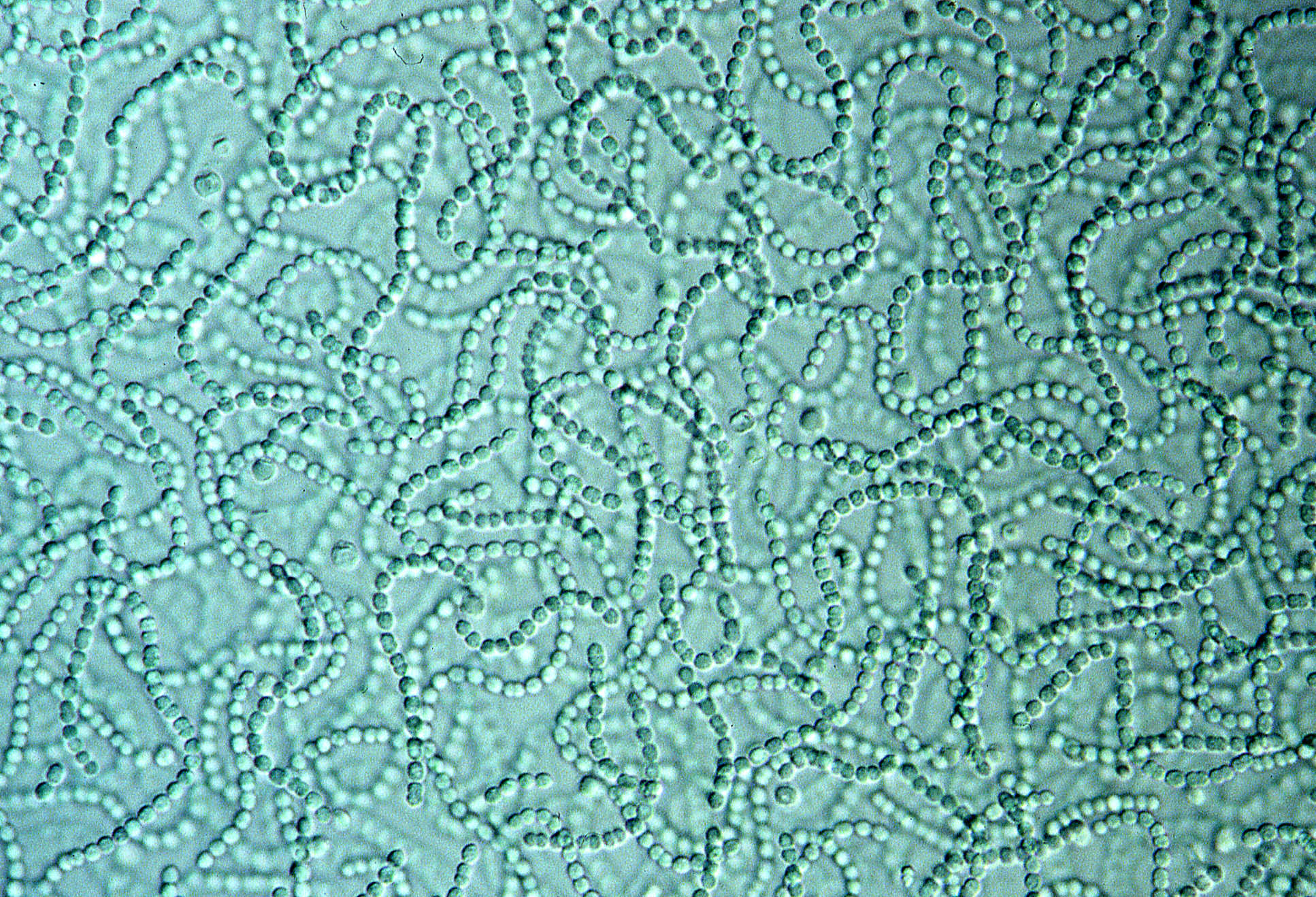 Cyanobacteria up close
