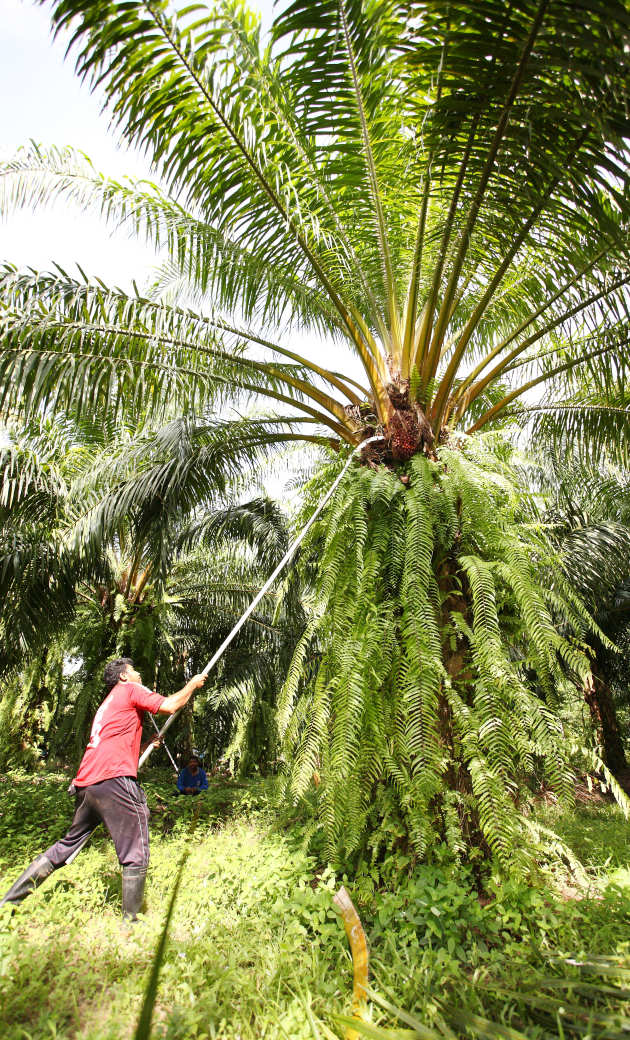 Man harvesting palm oil