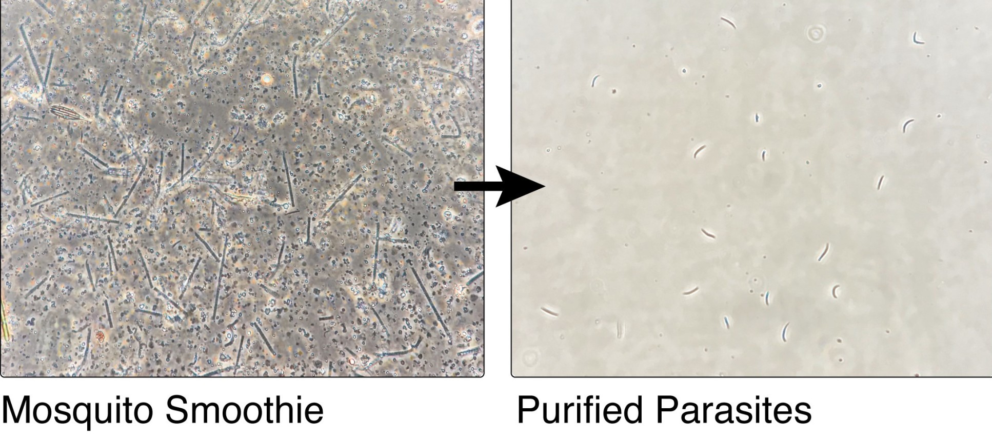 Two microscope images showing the 'mosquito smoothie' mess of particles and the purified parasites after it ahs been through the team's process