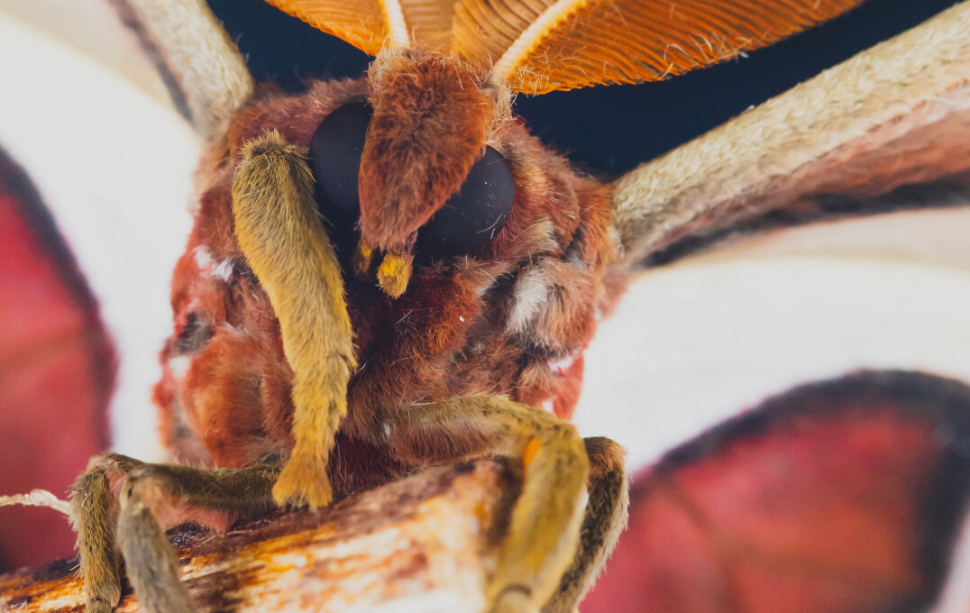 A moth close up