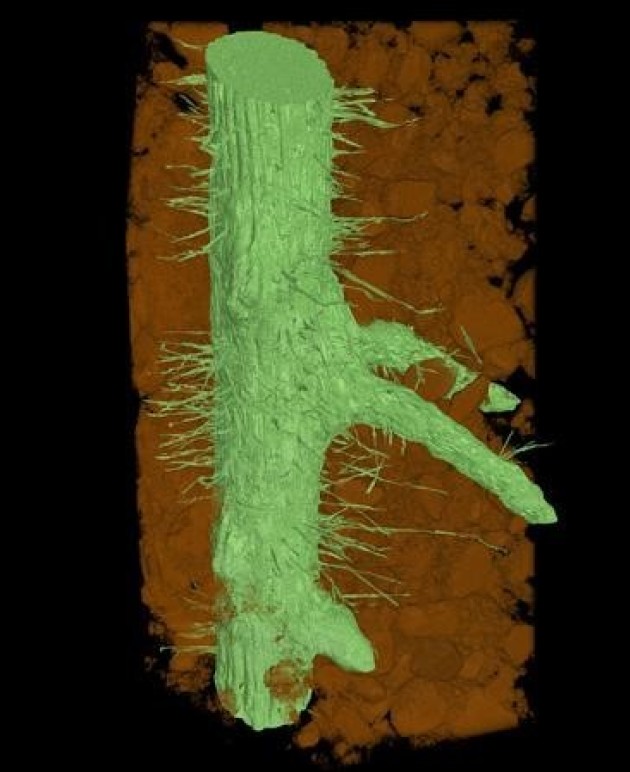 Xray CT image of live wheat root hairs