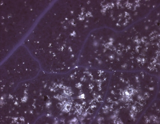 Autofluorescence of callose after aniline blue staining in Arabidopsis treated with flagellin (see de Torres et al 2006, Plant J. 48:368-382).
