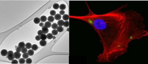 nanoparticles and cells