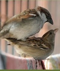 Mating House Sparrows