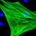 Click to find out more about the Signal Transduction and Gene Expression research theme