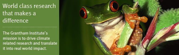 Tree frog