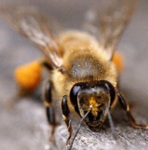 An Italian honeybee