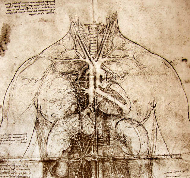 Aged diagram of human anatomy