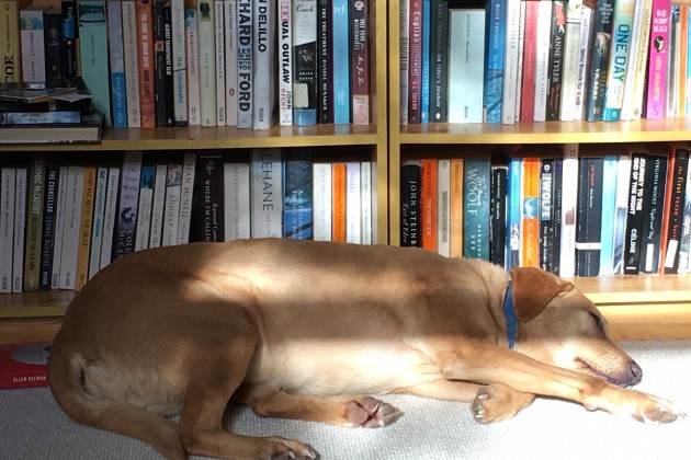 Roxy the dog in front of a bookshelf