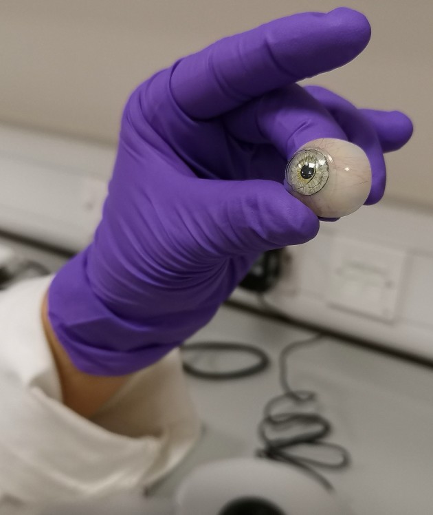 Gloved hand holding a prosthetic eyeball 