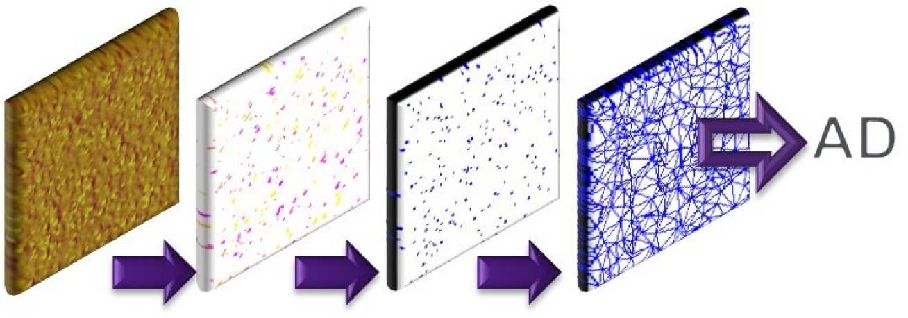 Methodology for quantifying the dispersion of particles; atomic force microscope image, identify particles, find particle centres, generate network, calculate area disorder 