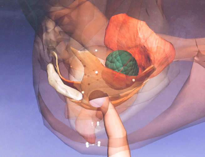 Screenshot from the rectal examination trainer showing patient anatomy and user's finger screenshot