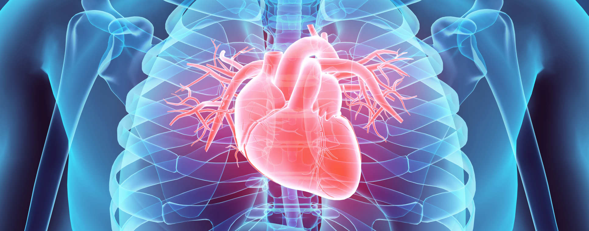 A graphic illustration of a heart