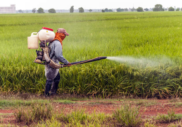 Man in a field spraying pesticides on the crop