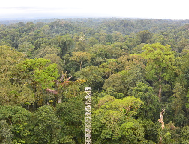 A view over the rainforest canopy at La Selva Biological Station, Costa Rica