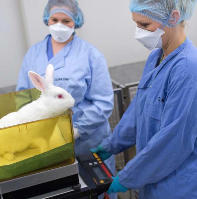 Technologists weighing a rabbit