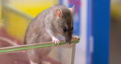 rats being studied as a model of multiple sclerosis