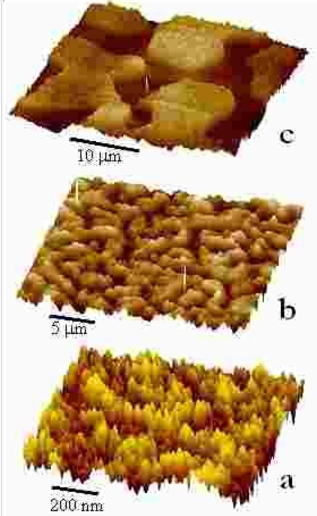 AFM topography of phase separated TMPC/PS blends