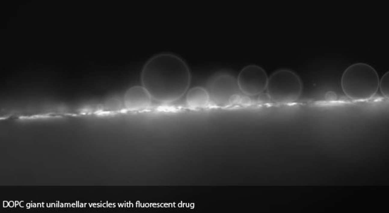 DOPC vesicles with fluorescent drug