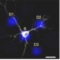 subcellular stim