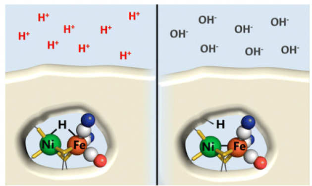 'Discovery of Dark pH-dependent H+ Migration in a [NiFe]-hydrogenase and Its Mechanistic Relevance: Mobilising the Hydrido Ligand of the Ni-C Intermediate