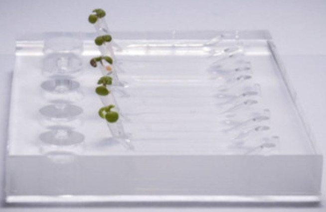 Plants growing on a chip