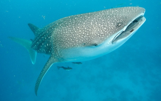 Whale sharks are the world's largest fish