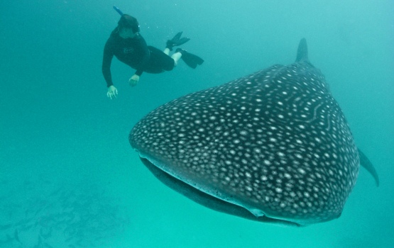 The distinctive pattern of spots located behind the gills can be used to 'fingerprint' a whale shark