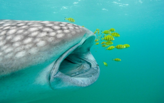 The whale shark is a filter feeder, which means that its diet mostly consists of plankton