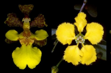 To a bee's eye, the orchid Trichocentrum ascendens (L) looks very similar to a Malpighiaceae flower, Stigmaphyllon lindenianum (R). Credit: Alex Papadopulos
