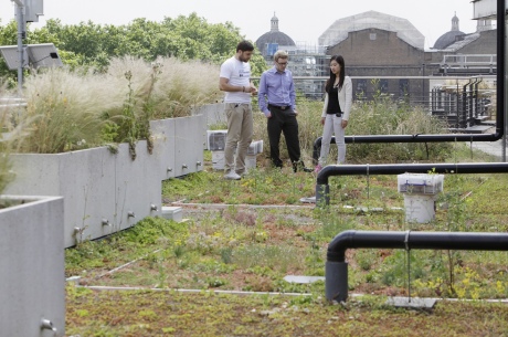 The green roof has three 4 x 3m plots with different vegetation combinations