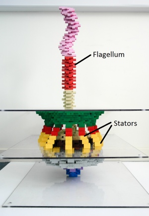 Lego model of bacterial flagellum